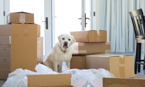 How to Introduce Your Pet to a New Apartment